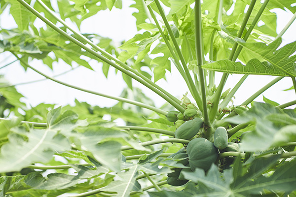 青パパイヤの栽培風景
